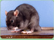rat control Tewkesbury