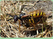 wasp control Tewkesbury